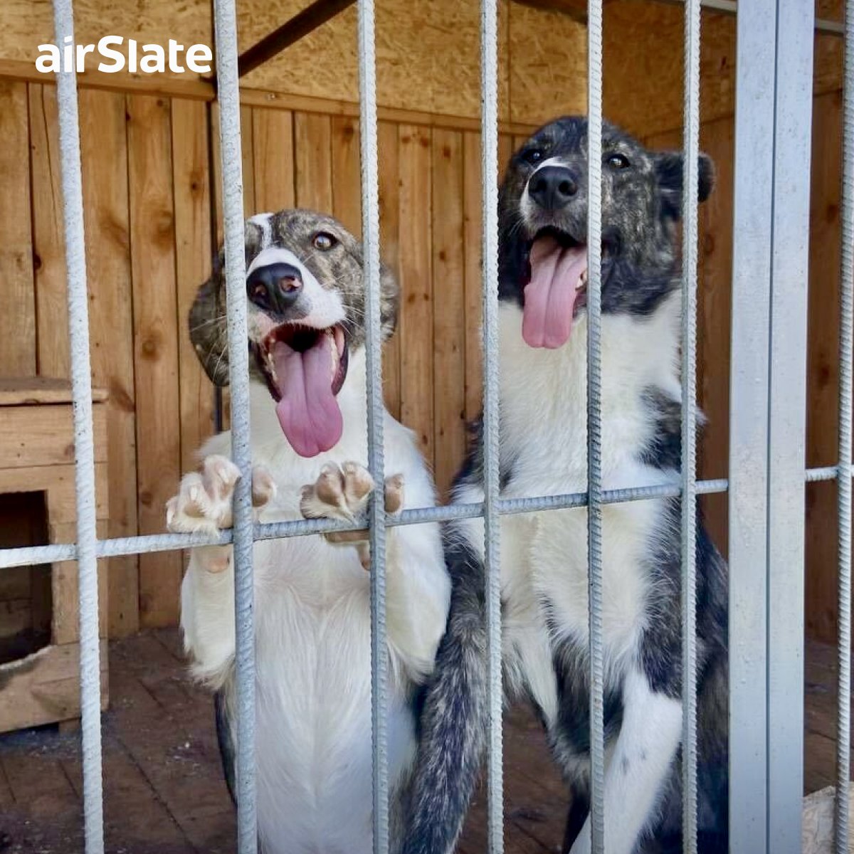 airSlate's tweet image. For #NationalDogDay, we are celebrating the #airSlate heroes who helped these pups in need.🐶

When our team responded to a fire that devastated the this Kyiv animal shelter, @TrustRadius honored us with their illustrious #TechCares Award – for the second year in a row! 🥰

Want…