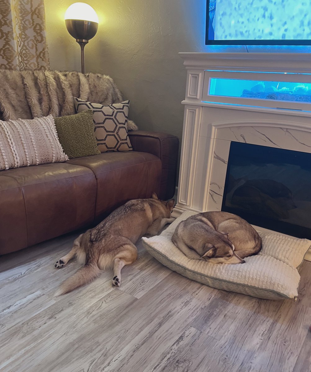 The Proper Poochies tweet media