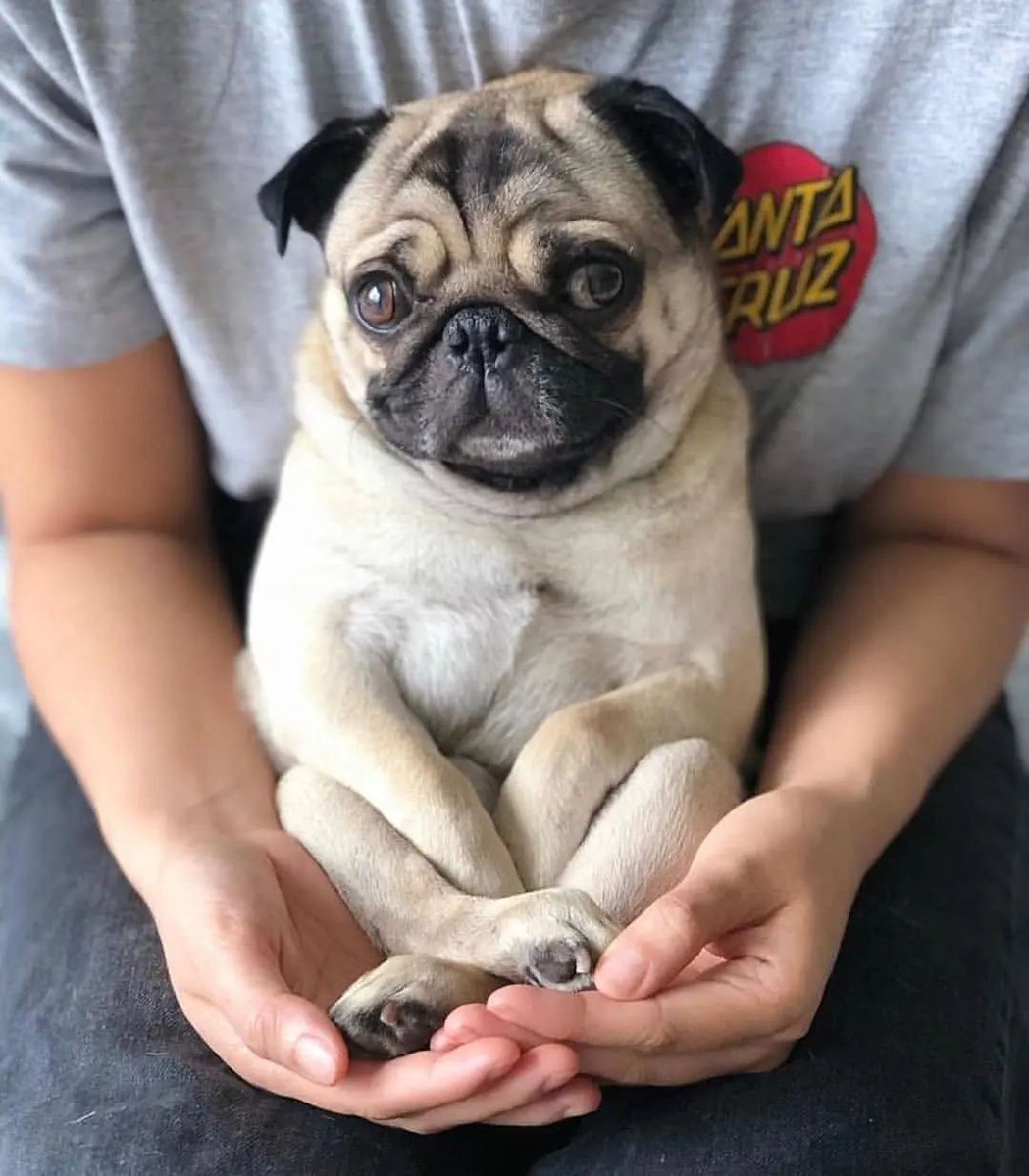 💖💖😍

Pug is my Everything. Update new pictures everyday. All great thing from Pug to you.
If u love Pug don't forget to follow 

#carlino #pugnation #babypuggies #mops #pugsnotdrugs  #pugofdestiny #pugglelove #pugpuppies #pugsofinstgram #pugbaby #pugworld