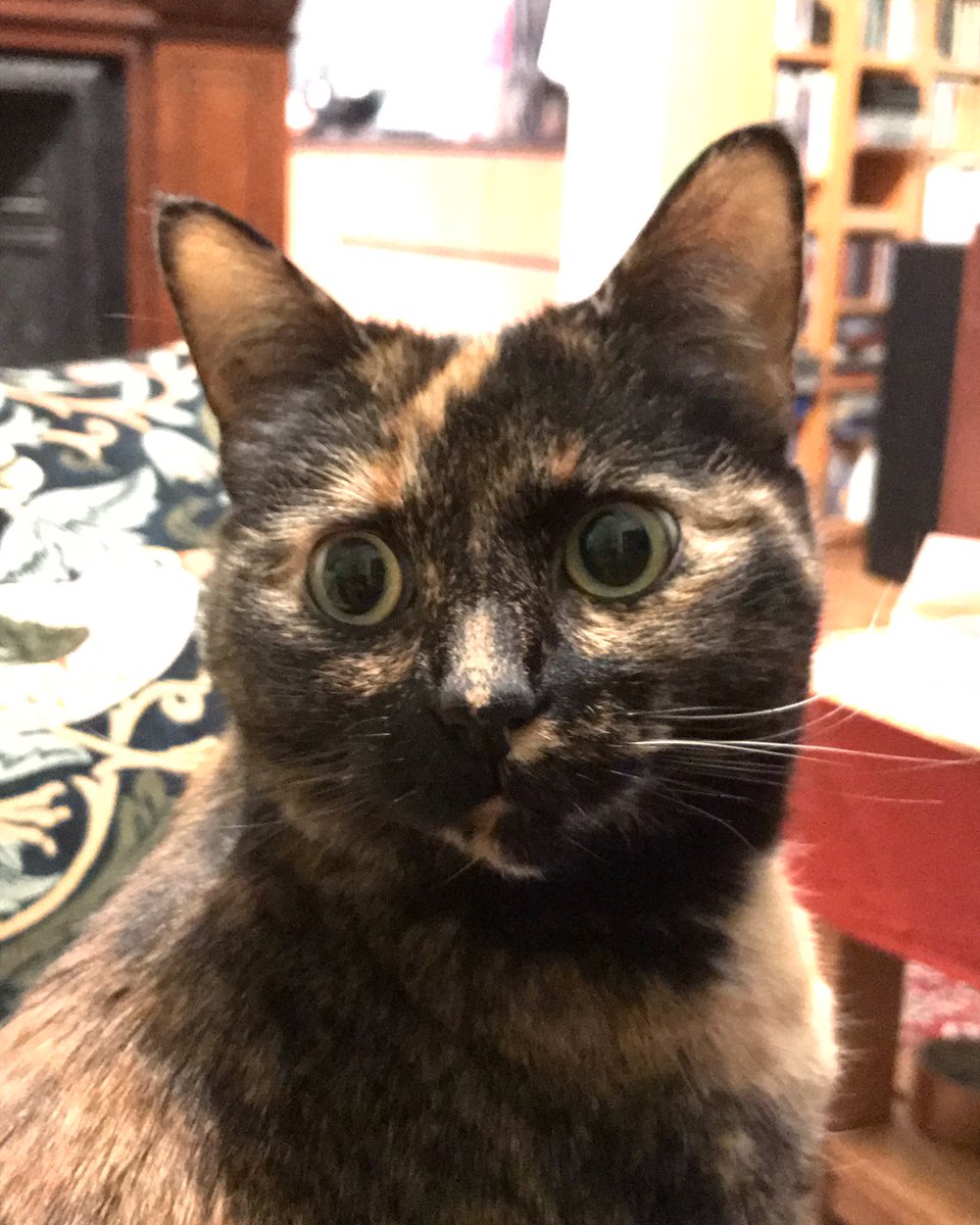 Pi, who is an inside cat, has gone missing from a hard to escape backyard around Church Street (off Stewart at Brunswick. She’s a scaredy cat, so if you see her, say “DINNER”. She’s an adult cat, but small. Crossing fingers someone will see her