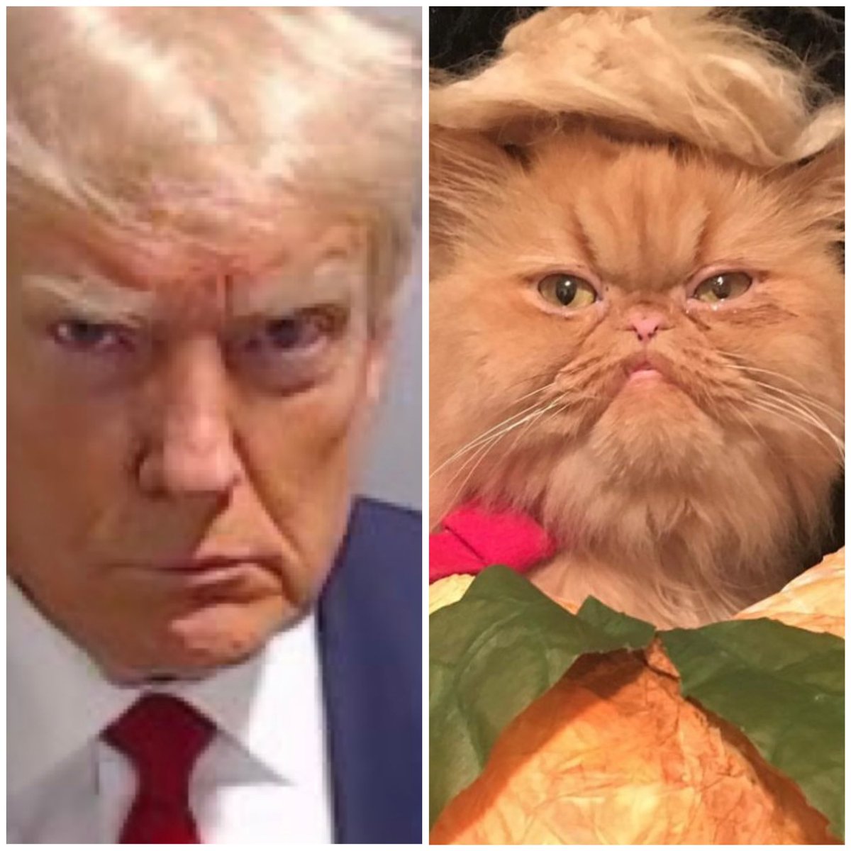 PawsWinterfell's tweet photo. Who wore it better? #TrumpMugShot https://t.co/ncvTLSQRQD