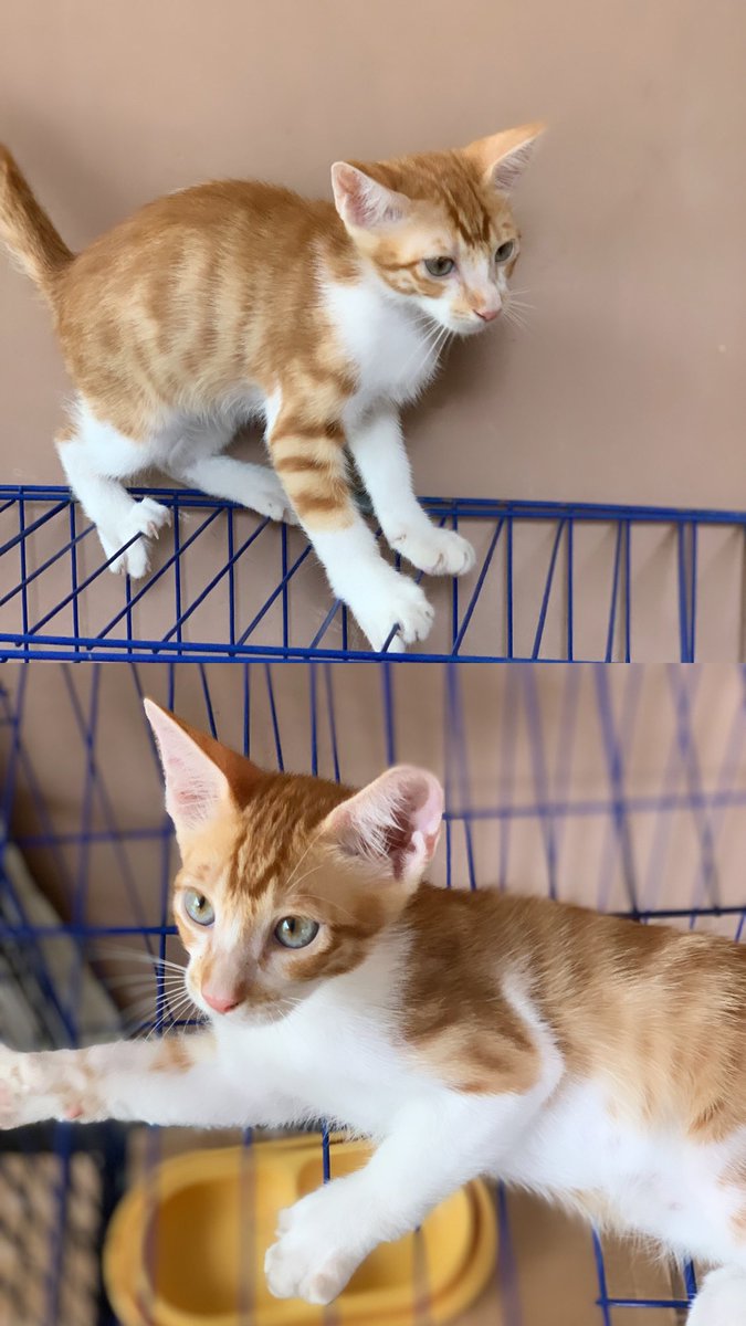 deastiansya's tweet photo. 🐱OPEN FREE ADOPT KUCING🐱

Haiiii guys, aku lagi open adopt 3 kucingku nih!!
📍Cibubur, Jakarta Timur
This is their profile yaaa!!😝👇🏻
😺 Usia 3 bulan (mix dom)
😺 Pup &amp; Pee sendiri di litter box
😺 Makan dry food &amp; wet food
😺 Lincah &amp; aktif
😺 Suka main tutup botol😩 https://t.co/tVJ4hig8t3