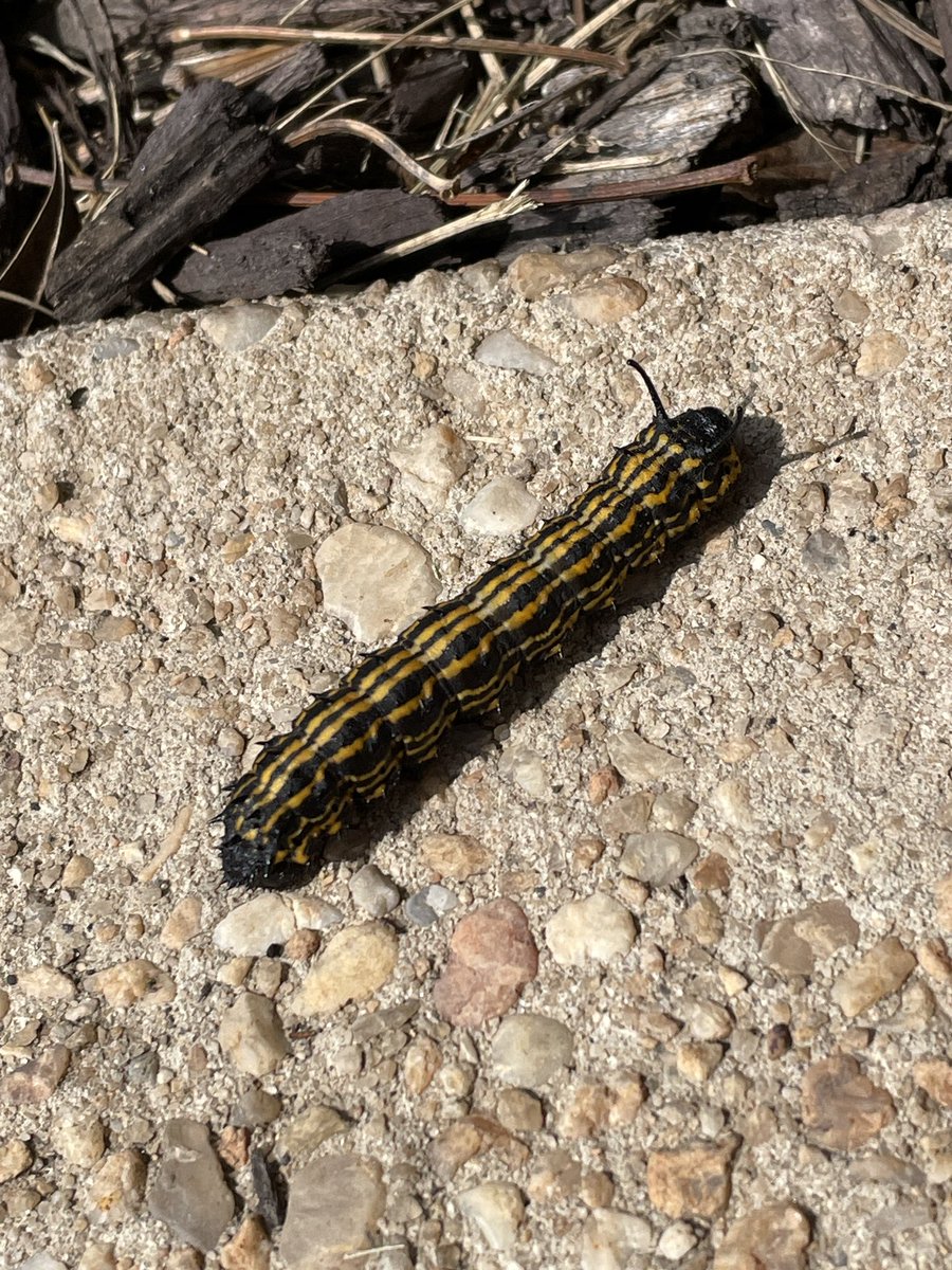 tiffrz's tweet photo. Hi cutie! #moth #worm #critterfolk https://t.co/Uc1mBBE8T7