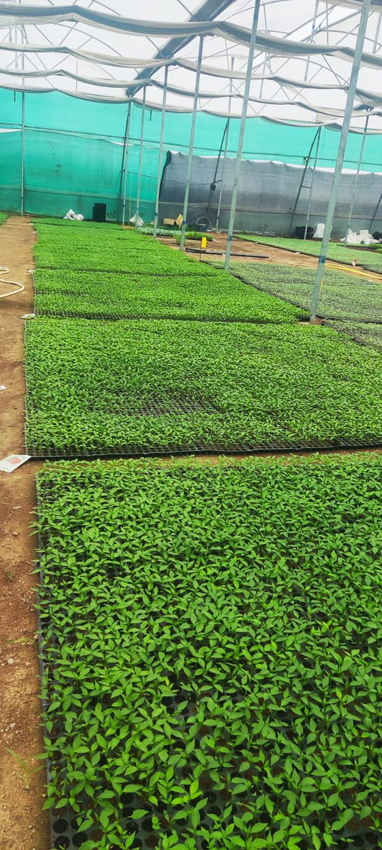 #storiesFromField

Half an acre of land used in a polyhouse gave nearly five -fold financial returns to this farmer. Fascinating to see intermediate agri- businesses coming up at scale in rural India. Huge vermicomposts, nursery farms. Of course, behind it isn't just money -