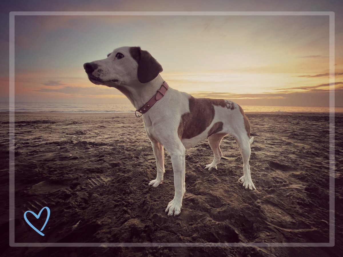 “26Agosto Giornata Mondiale del #Cane”  Festeggiamo l'amore, la lealtà e la gioia incondizionati che i nostri amici a quattro zampe portano nelle nostre vite nel nostro 💙 ogni giorno… 🐾❤️ 💙👑#Twitter ❤️‍🔥 #complicitá #condivisione  #valiani72 #lemiefoto #mylife  #photography