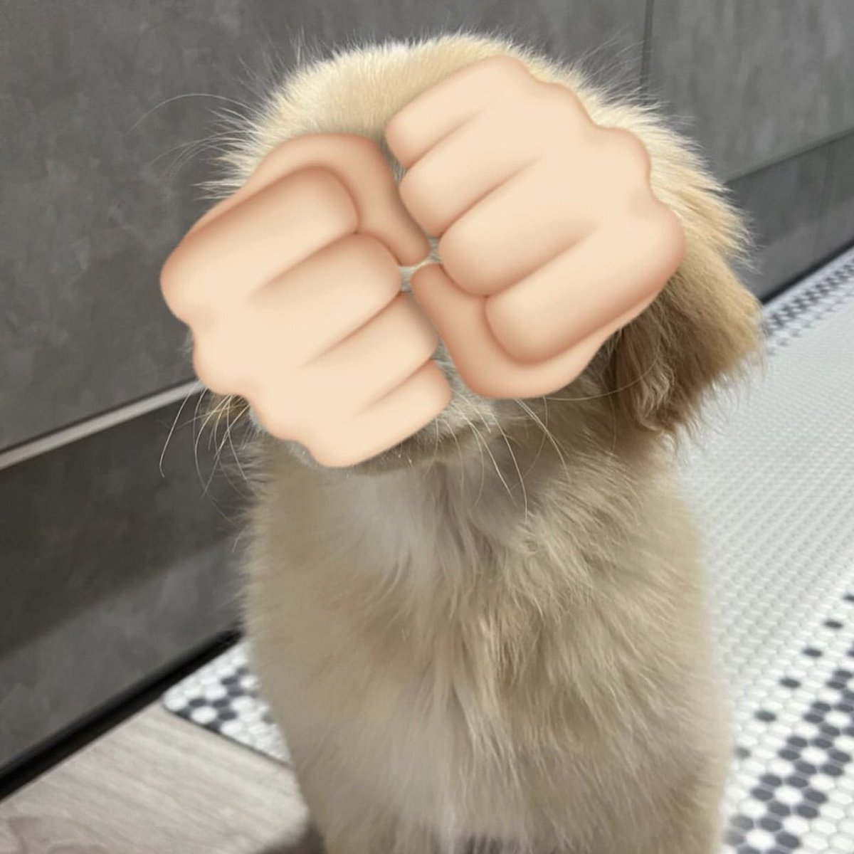 takemybear's tweet photo. กุ้ดมอเน่งค้าบ 🥺 https://t.co/WoeQ7seISD