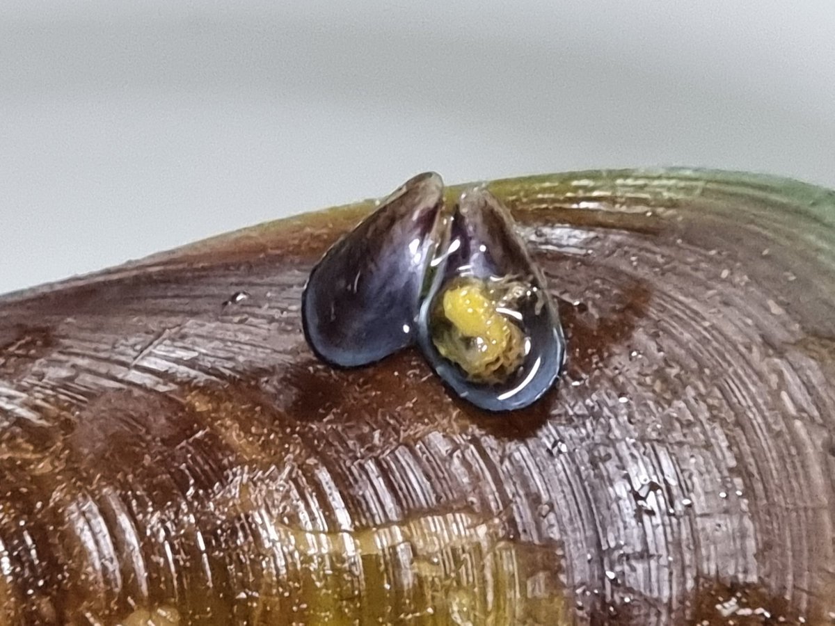 we found a baby tahong,,,,,,,