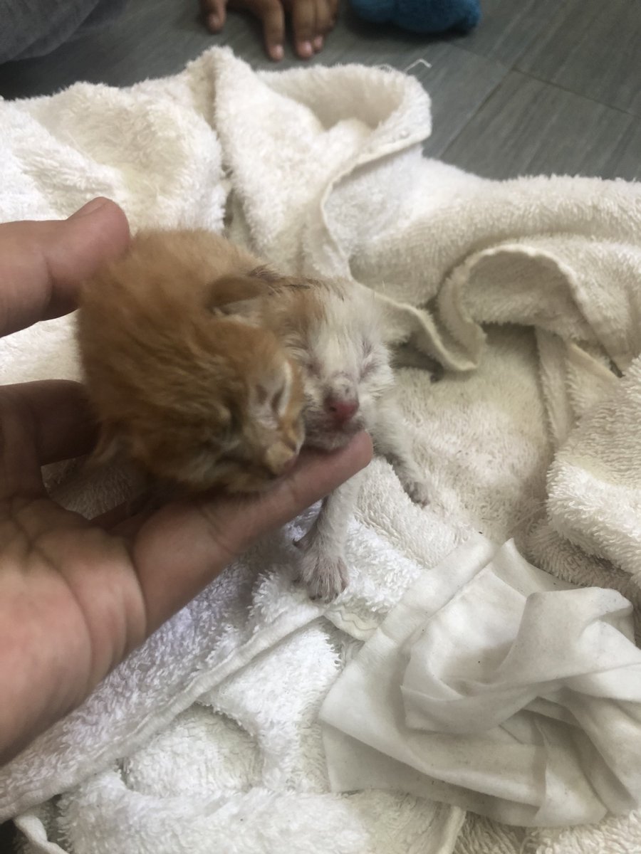 ashiqueenn's tweet photo. Anyone yg ade ibu kucing tgh menyusukan anak tak?  jumpa anak kucing org letak dlm plastik dlm longkang. mata pun belum bukak lagi. sape2 boleh ambik jaga tak? sy xboleh bela kucing 😔 area klebang https://t.co/z4ocutj1V1