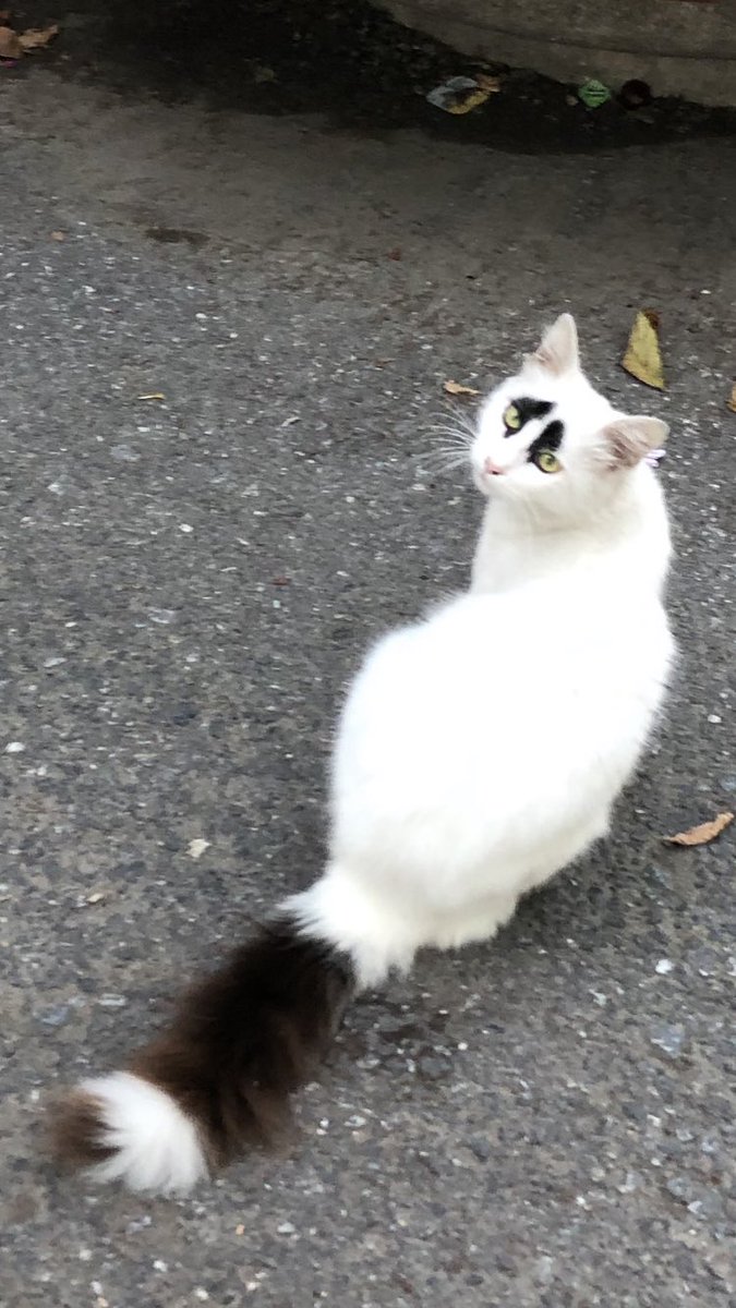 _selinselo's tweet photo. @kaansezyum Aradığınız lemur burada: https://t.co/Hor7NF1YpS