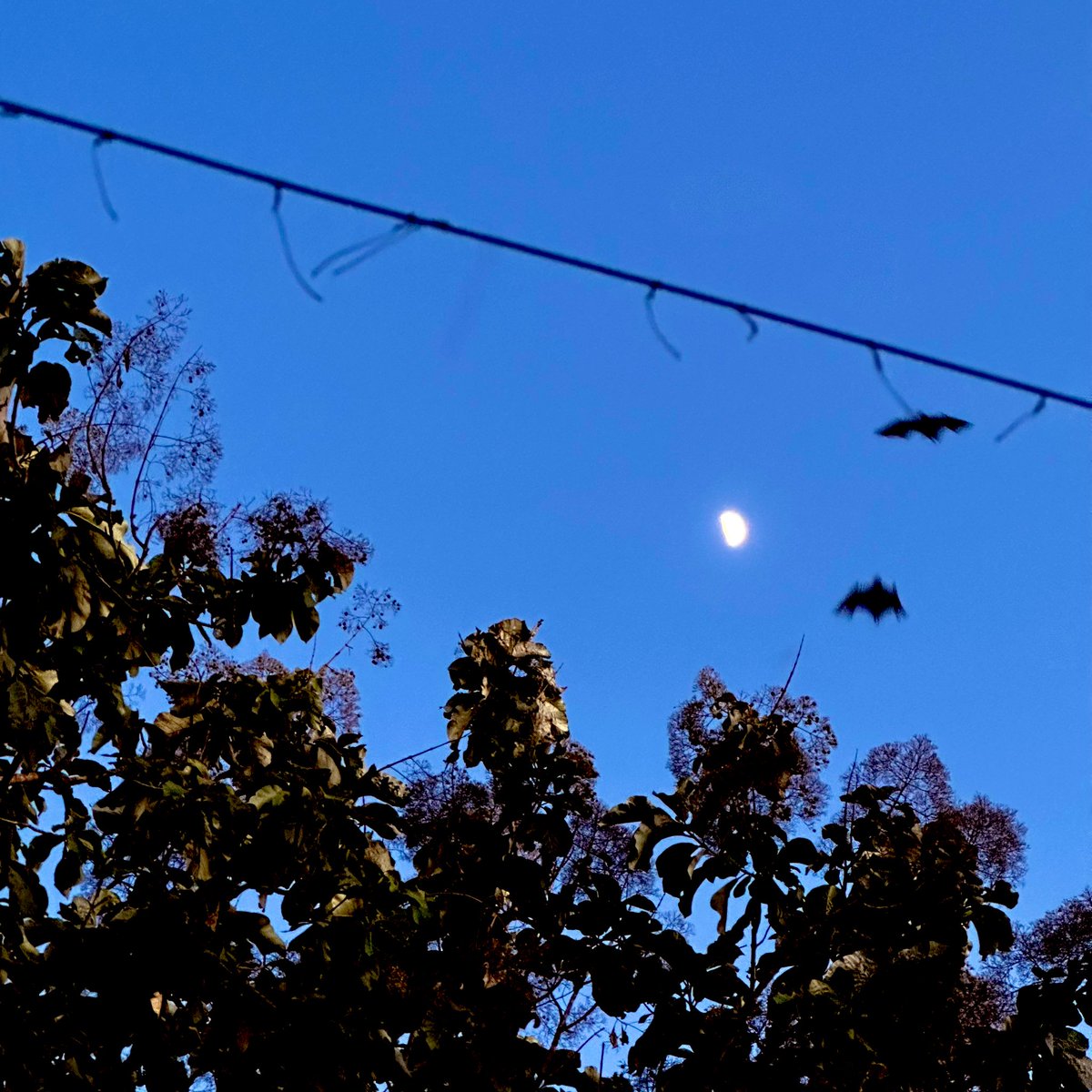 NRg0x's tweet photo. Moon, Bats and a line in the sky https://t.co/9Q7dyNsGW8