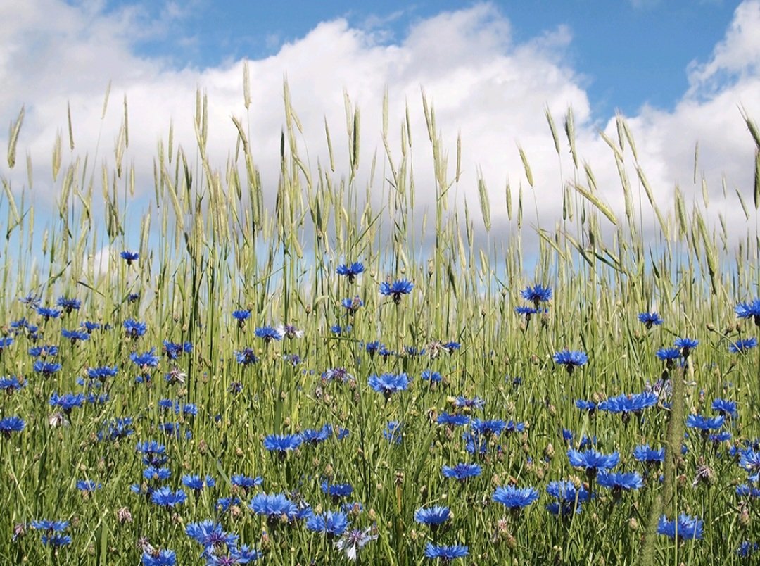 Sakari Alasuutari tweet media