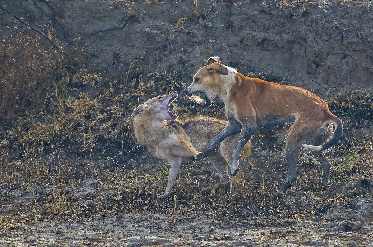 NatureIn_Focus's tweet image. #FromTheArchives:

We bring you a #photofeature that zooms in on the issue of #feraldog attacks on wildlife, and highlights the role of habitat encroachment. 

📷 Mohammad Yasir Hussain — A #jackal and a feral dog caught in the midst of a battle.

natureinfocus.in/environment/in…