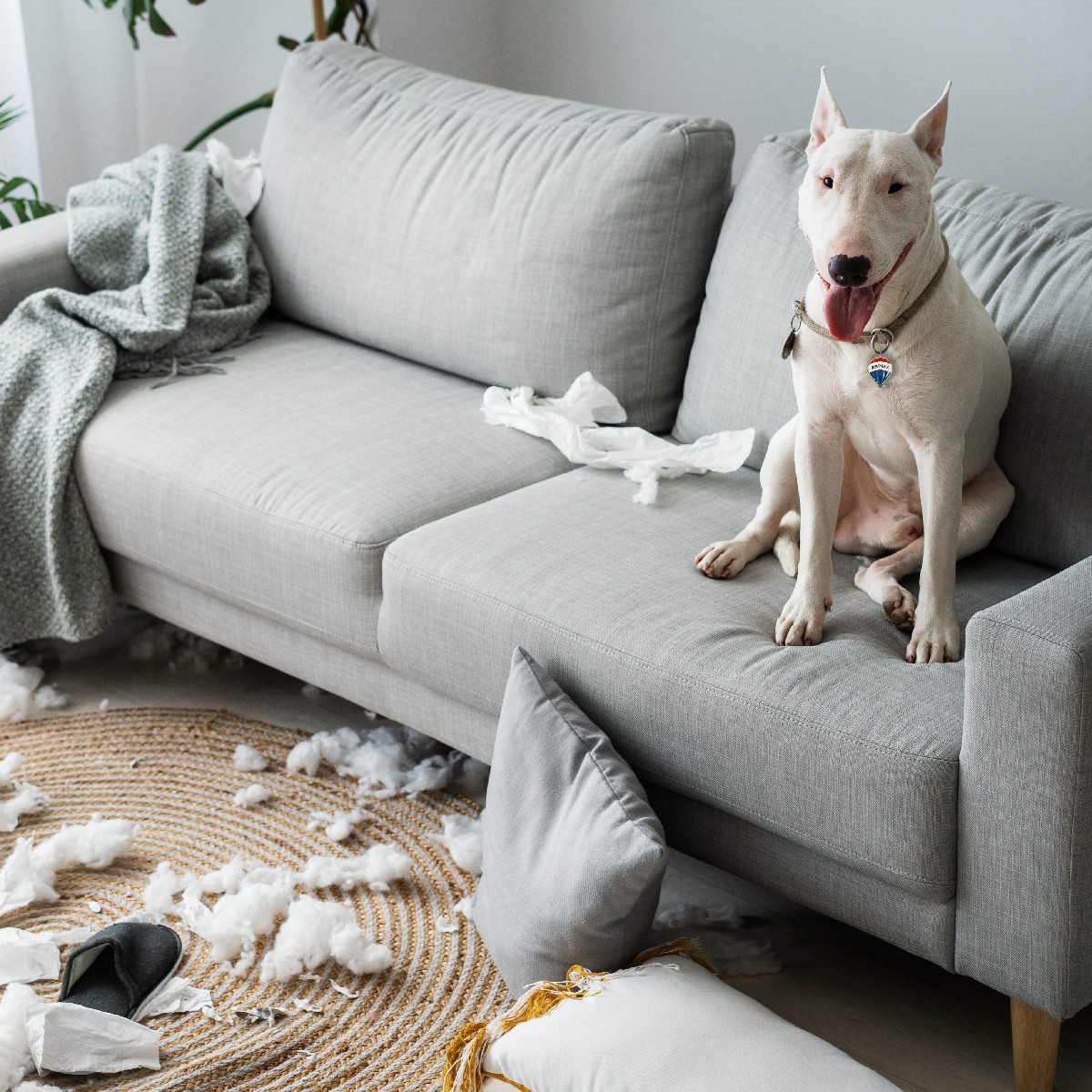 REMAX SA tweet media