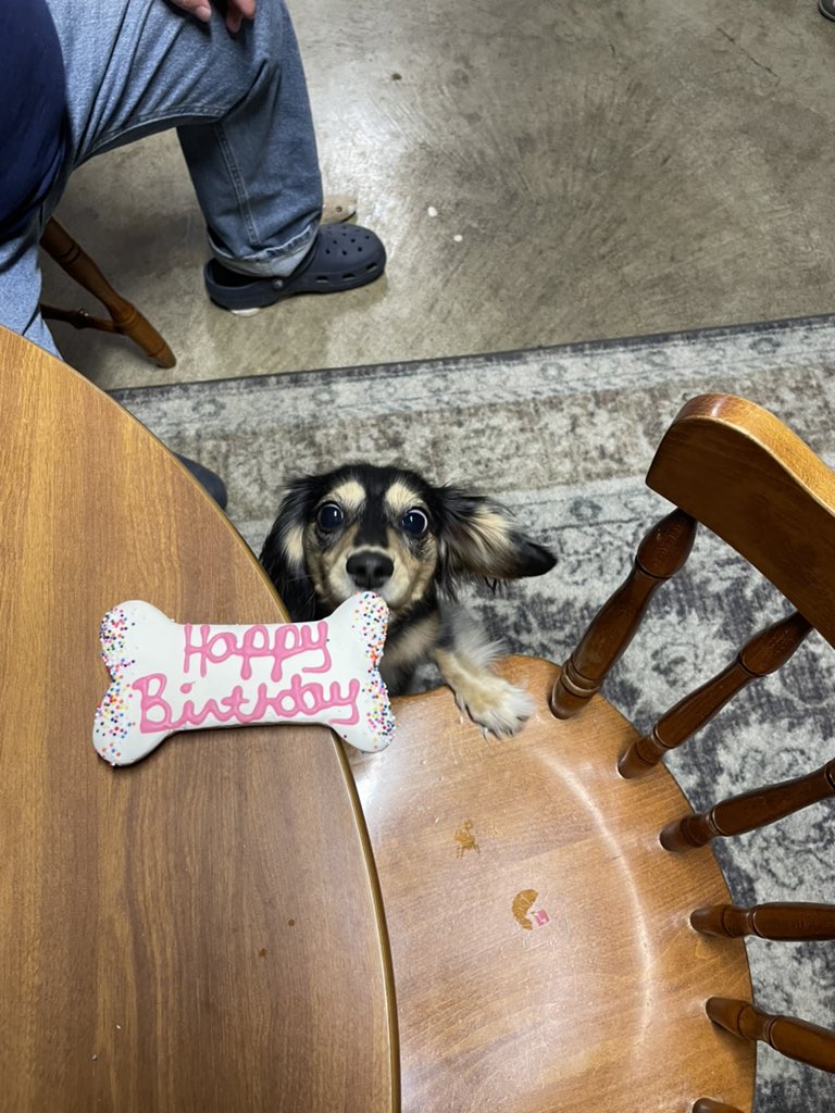 grabvoid's tweet image. Miss Wynnie turned 2 yesterday!