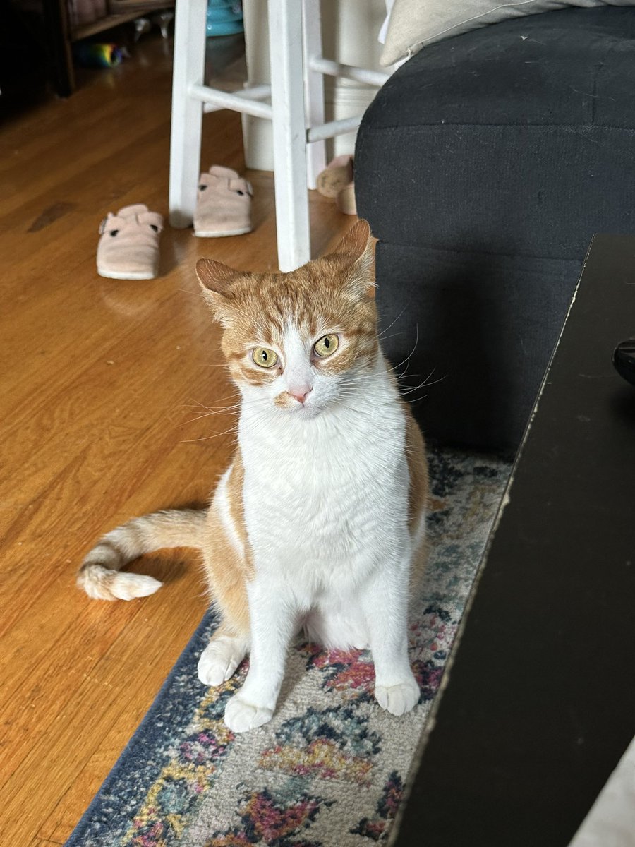 socialist carrie bradshaw tweet media