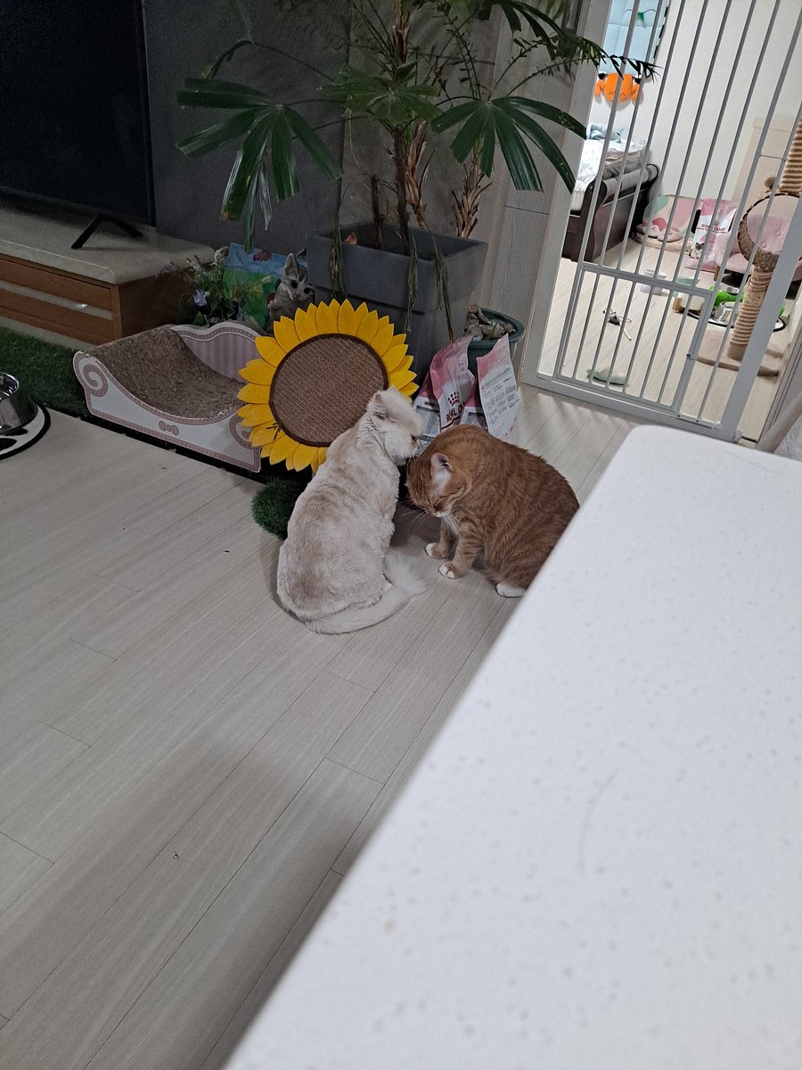 Misa_Home's tweet photo. 어제 찍은 아토미랑 밀키의 기여븐 장면 https://t.co/B8HcxBvabA