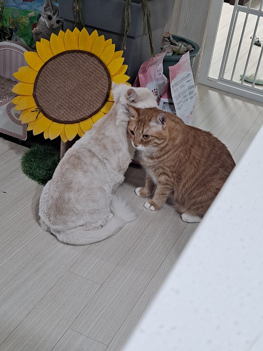 Misa_Home's tweet photo. 어제 찍은 아토미랑 밀키의 기여븐 장면 https://t.co/B8HcxBvabA