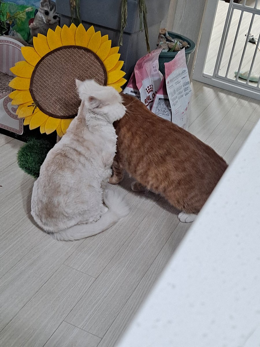 Misa_Home's tweet photo. 어제 찍은 아토미랑 밀키의 기여븐 장면 https://t.co/B8HcxBvabA