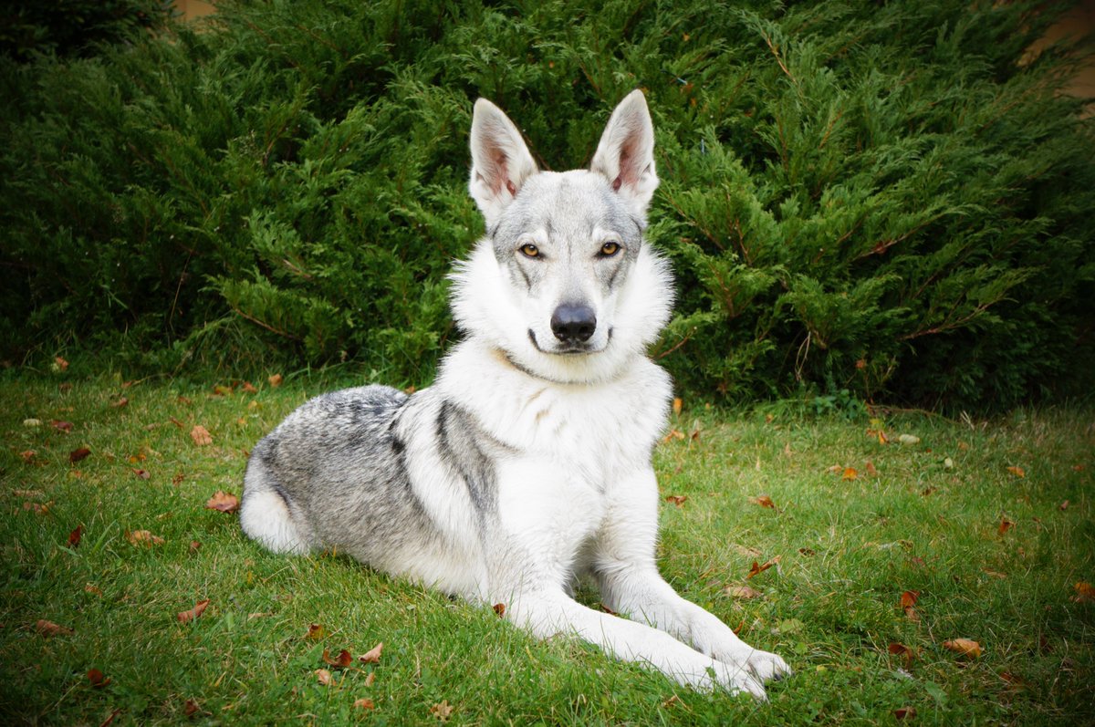 WolfdogCure's tweet photo. @buitengebieden 🐺 Aira https://t.co/rCqKFBtUAM