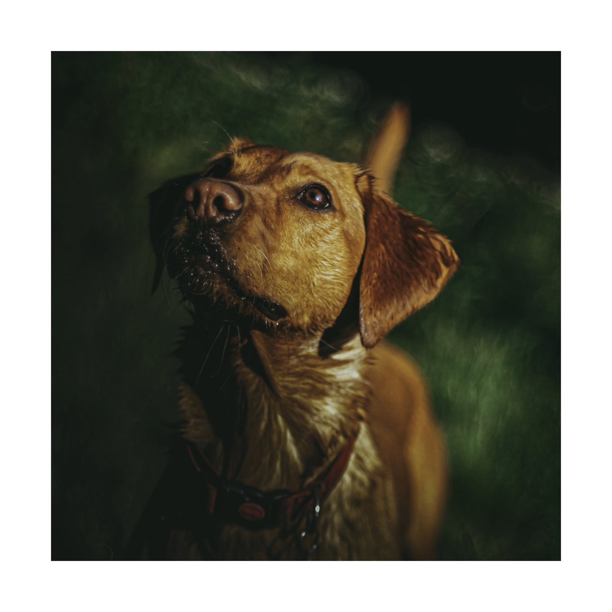 McMee's tweet photo. Red. #InternationalDogDay #Labrador #fujifilm_xseries https://t.co/rgvNq0ky3q