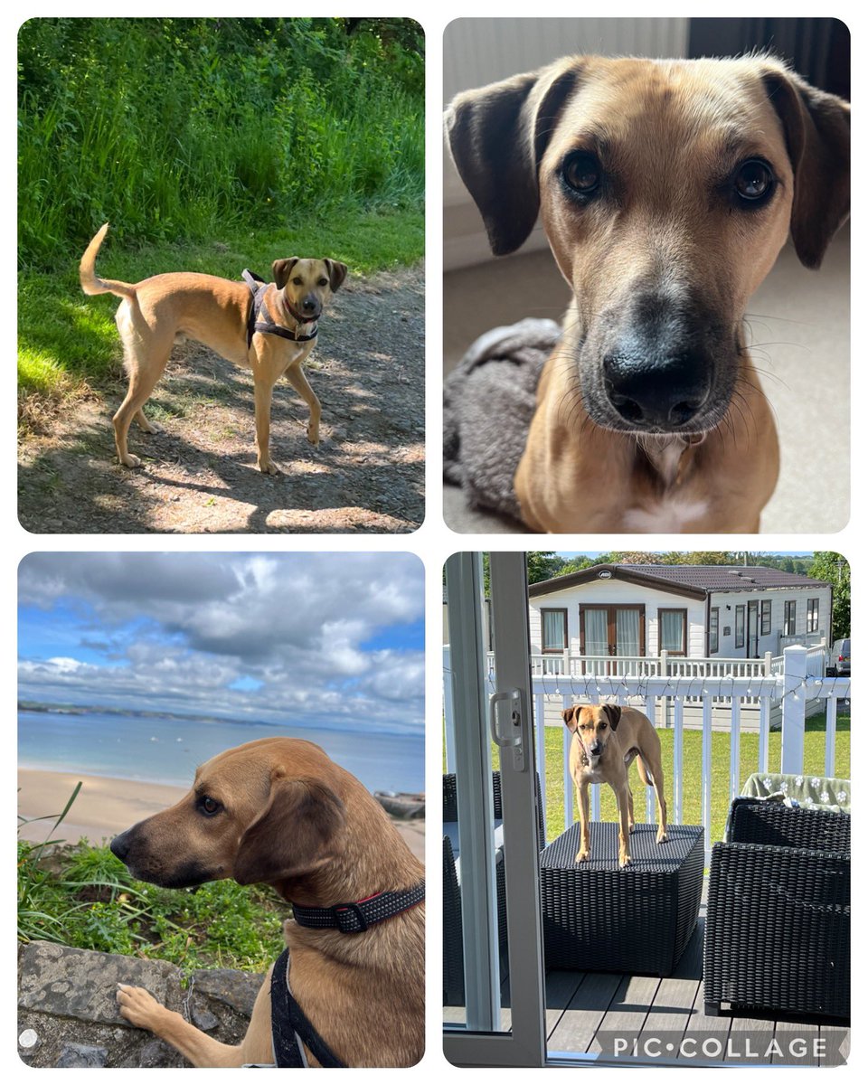 sharonhaxton's tweet photo. Marvin 😘
#InternationalDogDay https://t.co/H0zLhOaaHG