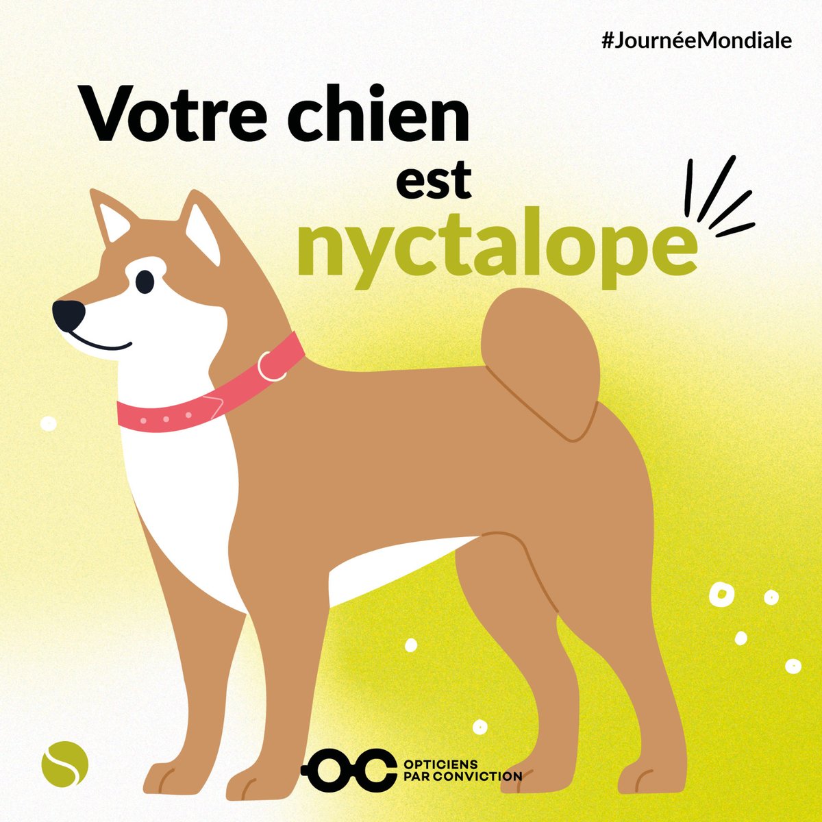 Aujourd’hui, c’est la #JournéeMondiale du chien ! 🐶

Le saviez-vous ?
Le meilleur ami de l'Homme est capable de voir dans l’obscurité !
Comment est-ce possible ? L’humain peut-il aussi avoir une vision nocturne ?

On vous dit tout sur la nyctalopie😉👇
opticiensparconviction.fr/nyctalopie-voi…