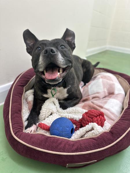 AdoptionsUk's tweet photo. Please retweet to help Dozer find a home #NOTTINGHAMSHIRE #UK 
Affectionate Staffordshire Bull Terrier aged 5. Found as a stray, he's nervous and is looking for a quiet, adult home as the only pet. 

DETAILS or APPLY👇 
https://t.co/XuhMVnqCUP
#dogs #pets https://t.co/6SLk2vcOK0