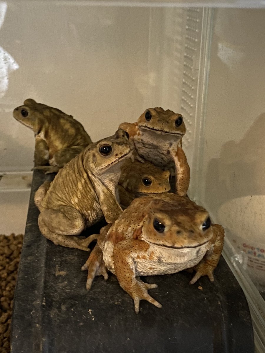 tuda_mita_kaeru's tweet photo. 大集合🐸 https://t.co/TTAUGLN1pf