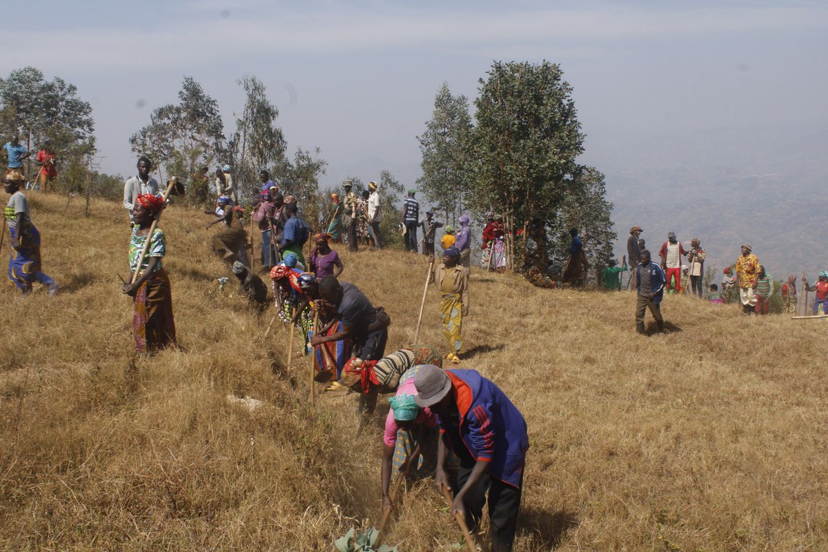 Muhangadis's tweet photo. Muri iki gitondo, hirya no hino mu midugudu yose igize Akarere, abaturage n'abayobozi bazindukiye mu muganda rusange usoza ukwezi kwa #Kanama2023.

Ku rwego rw'Akarere, #Umuganda_rusange wabereye mu Kagari ka Mbuga mu Murenge wa Nyabinoni. https://t.co/MOleCXeo3J
