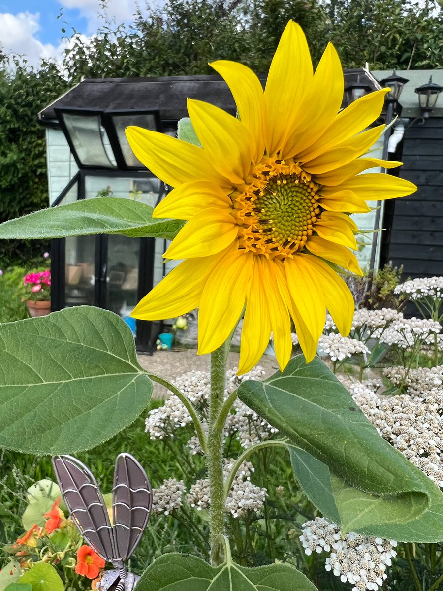 🌈🌻🌈🌻🌈🌻🌈🌻🌈🌻Happy sunny Saturday with this surprise Sunflower that’s popped up 🌻🌈🌻🌈🌻🌈🌻🌈🌻🌈🌻 #NannysGardenWorld #FlowersOfTwitter #Flowers #GardeningTwitter #GardenersWorld #SunflowerSaturday #sunflowers