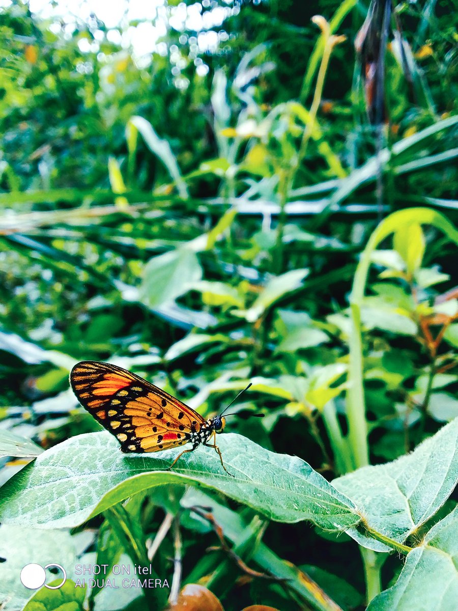 Nwanne_jason's tweet photo. Nature's bliss 🦋🦋🦋🦋
#CaptureWithitel
@itelNigeria https://t.co/POVCbKv9nd