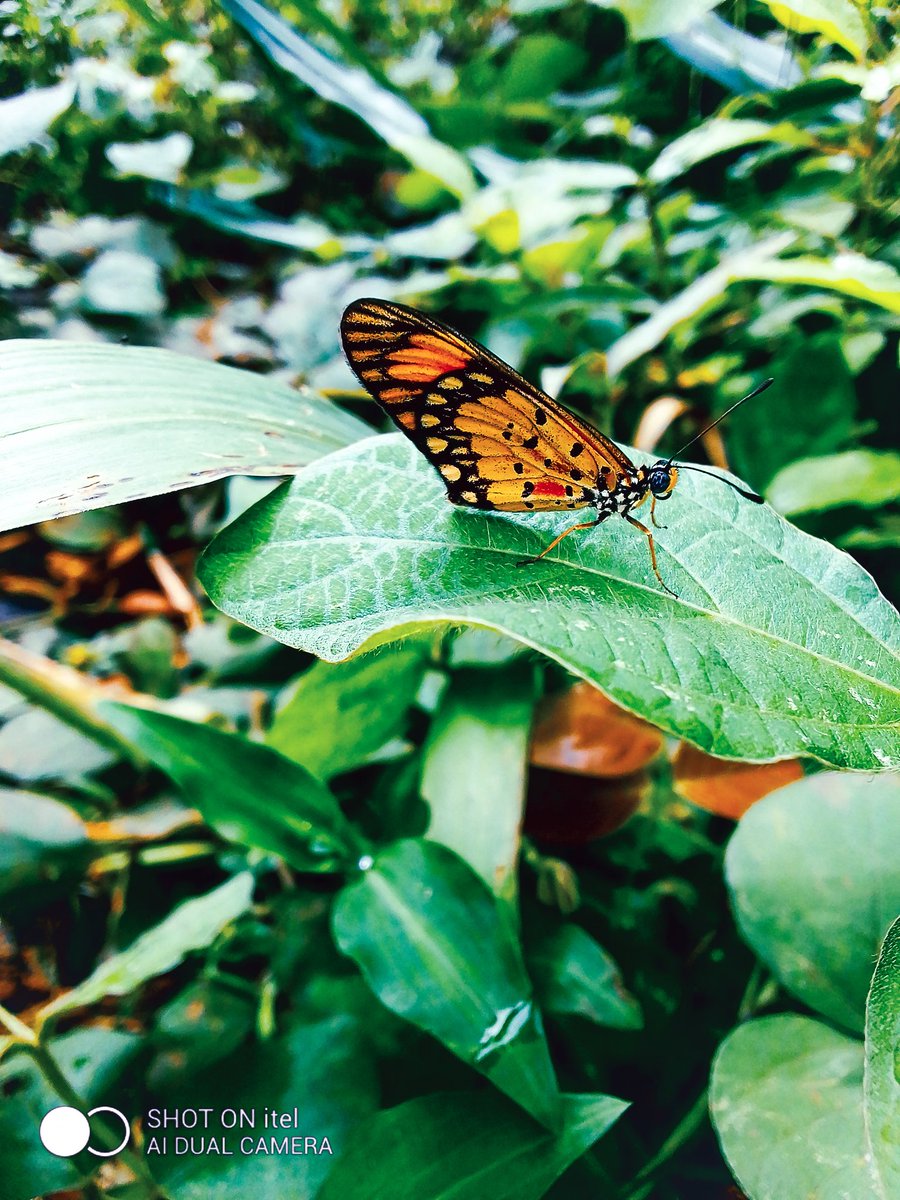 Nwanne_jason's tweet photo. Nature's bliss 🦋🦋🦋🦋
#CaptureWithitel
@itelNigeria https://t.co/POVCbKv9nd