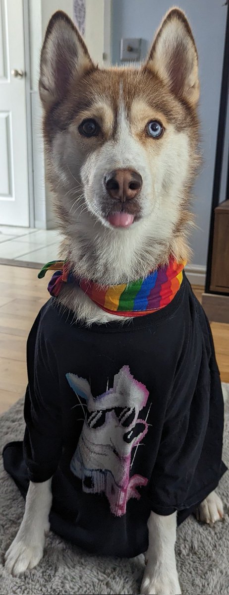Starfire AKA Smol Doggo tweet media