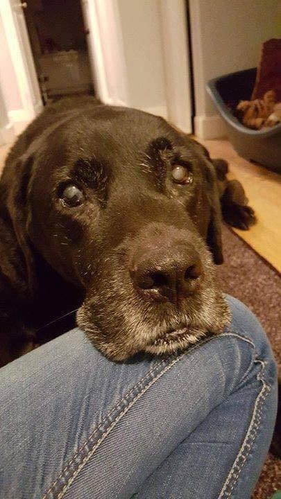 TweeetsOfDogs's tweet image. This boy is 17 today. Wish him a good one 🤗❤️