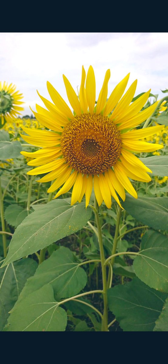 yuuga6969's tweet photo. 🌻🌻🎂 https://t.co/k0eNvEflzT