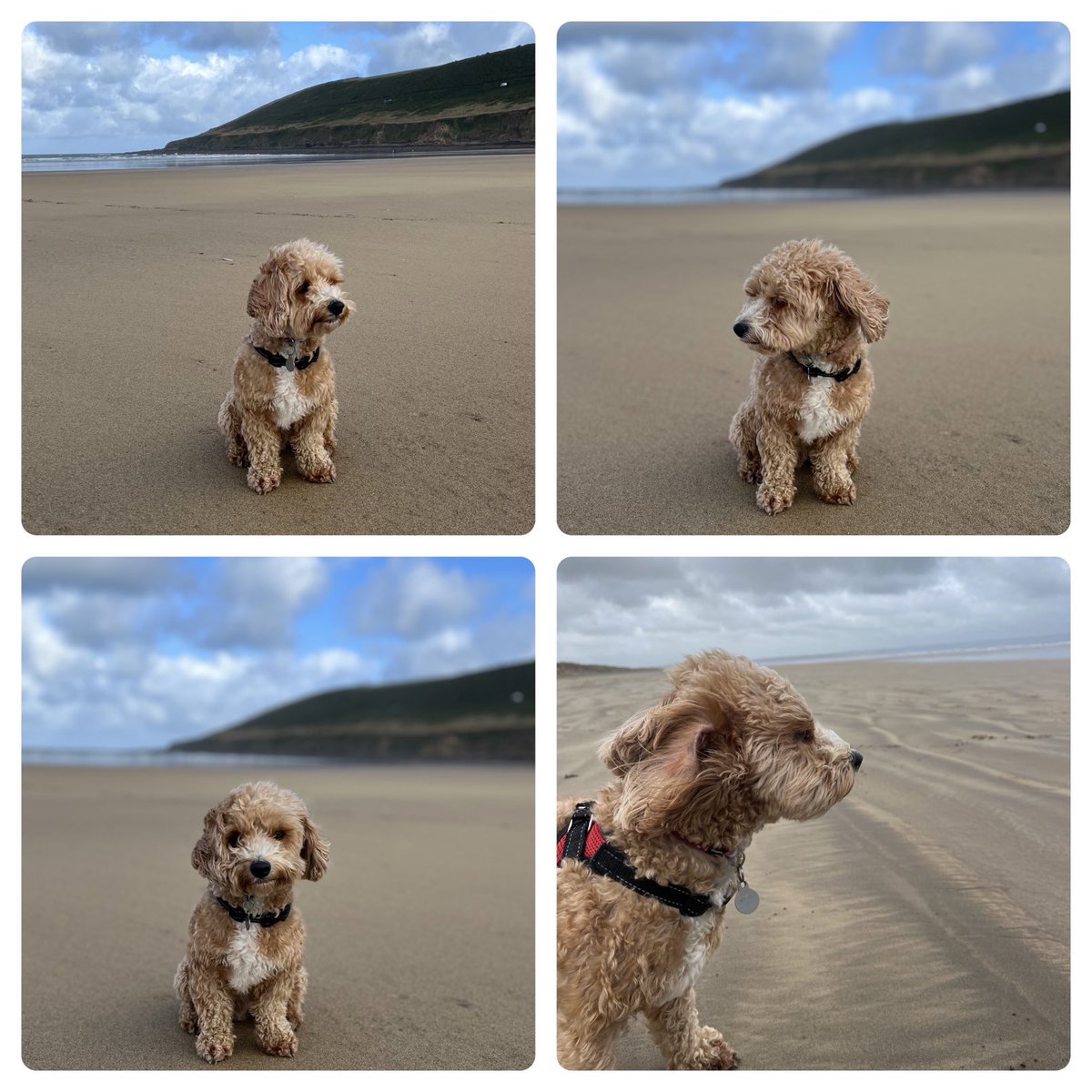 #NationalDogDay ❤️🐶😍