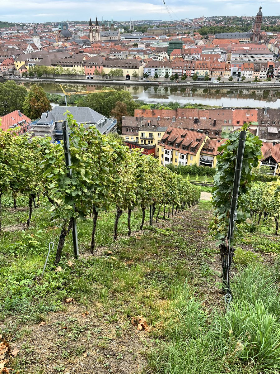 timmilford's tweet image. There are some STEEP vineyards in Würzburg!!