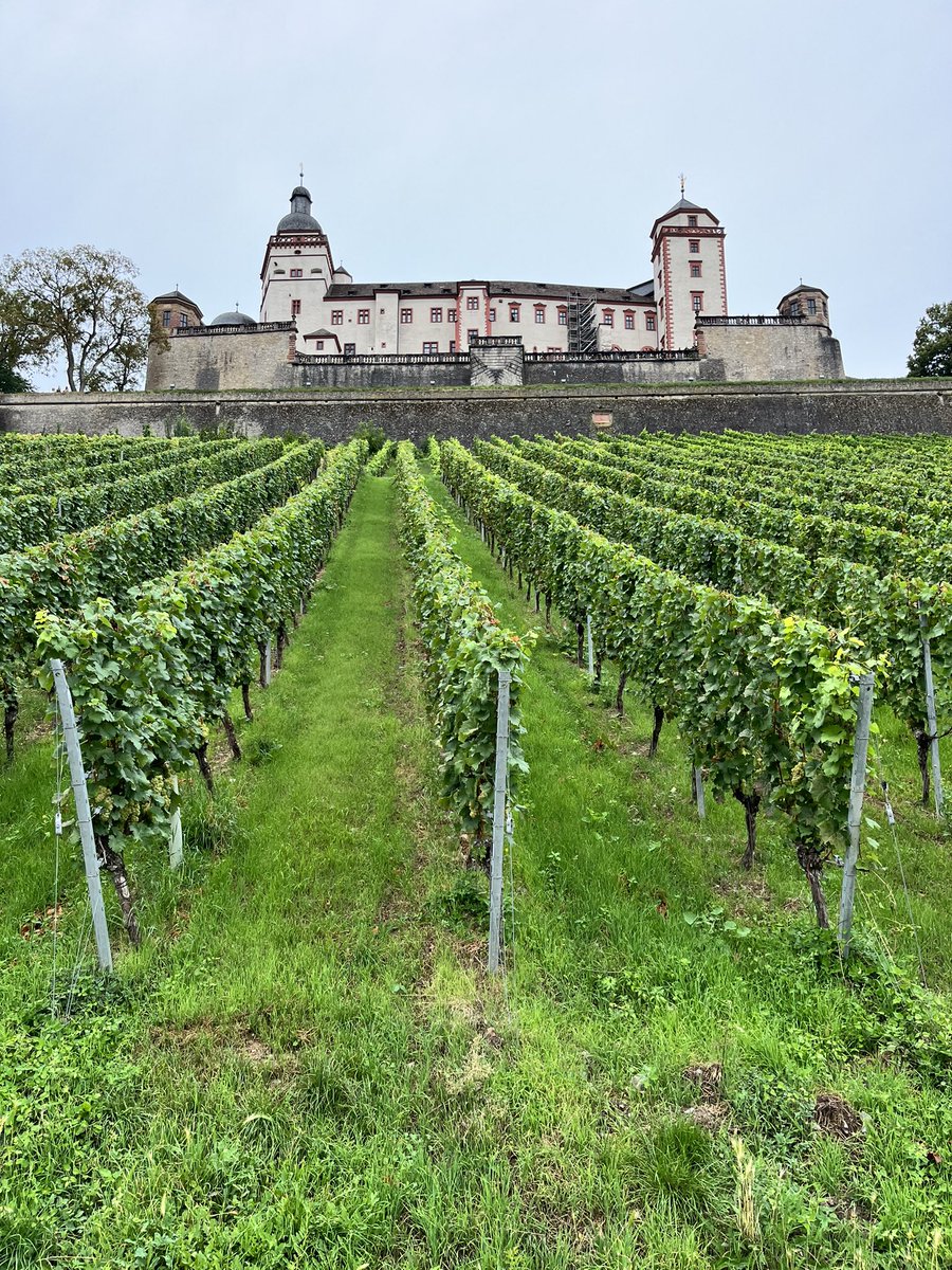 timmilford's tweet image. There are some STEEP vineyards in Würzburg!!