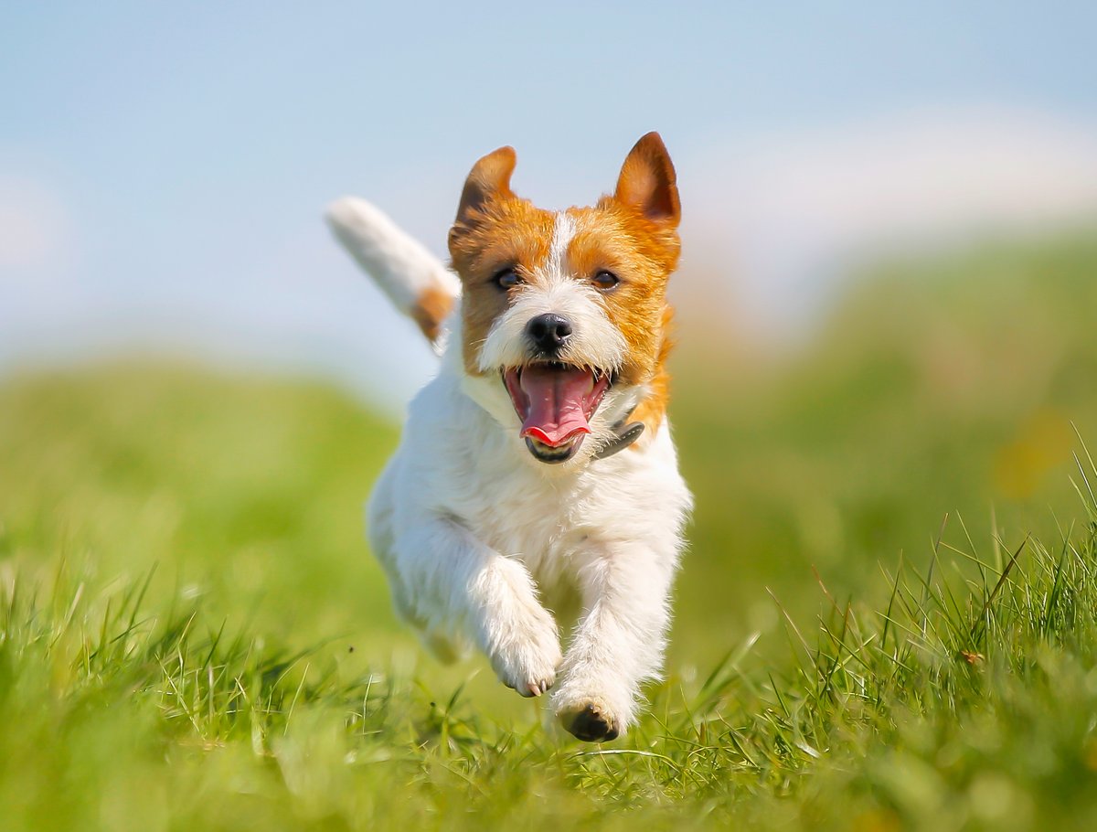 CoverMy_Insure's tweet photo. Paws and Reflect: On National Dog Day, we celebrate the loyal companions who fill our lives with joy and wagging tails. 🐶
Secure their happiness with CoverMy Pet Insurance, because their well-being is our top priority. 🐾🛡️
#NationalDogDay #PetWellness #CoverMyInsurance https://t.co/kDu8DJa7NX