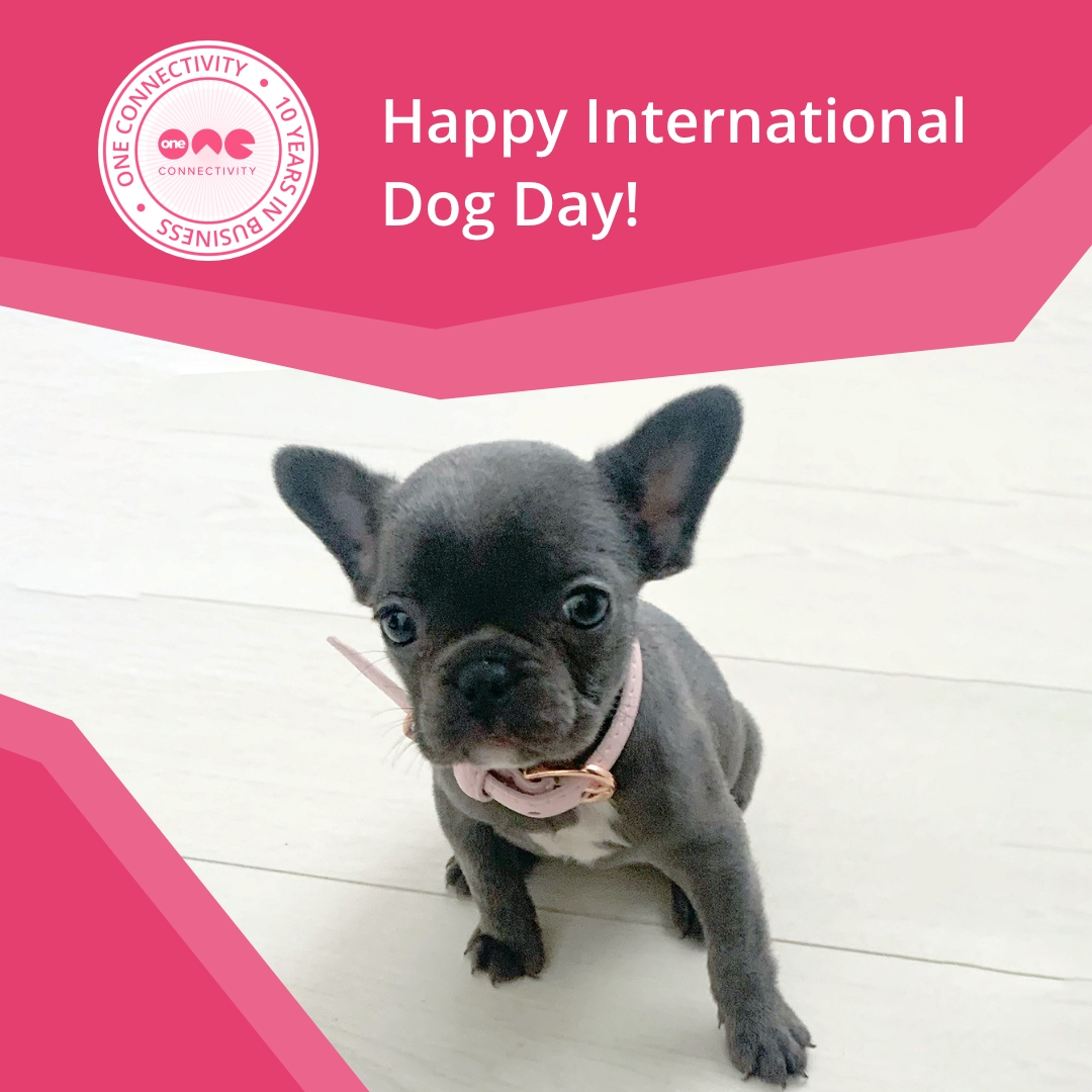 OneConnectivity's tweet image. 🐶 Happy International dog day from our Barketing Manager Bonnie-Grace!
Since joining the OC team, Bonnie has been developing her management skills - she is pretty great at barking orders, but she does have a tendency to sleep on the job!
#OneConnectivity #InternationalDogDay