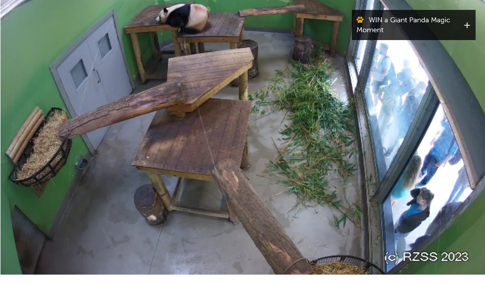 GrumpyPandaF1's tweet image. #YangGuang is BACK! I've missed him so much,haven't seen him for 3 Months! Not sure if #TianTian's Cam is operational I can only get YG's! Bit annoying the cam doesn't go full screen,but it's a small price to pay I'm just so happy to see him again so can live with it! 🐼❤️❤️❤️❤️