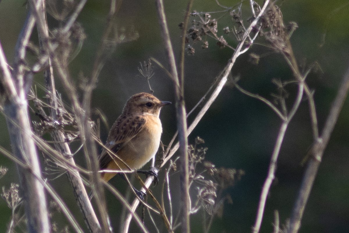 Lots of migrant activity at Wood Farm once early fog lifted this AM. Whinchat and 4 Lesser Whitethroat pictured, but the big surprise was a Hawfinch over Pear Wood at 9.05.  Headed NW. #woodfarmbirds  #londonbirds