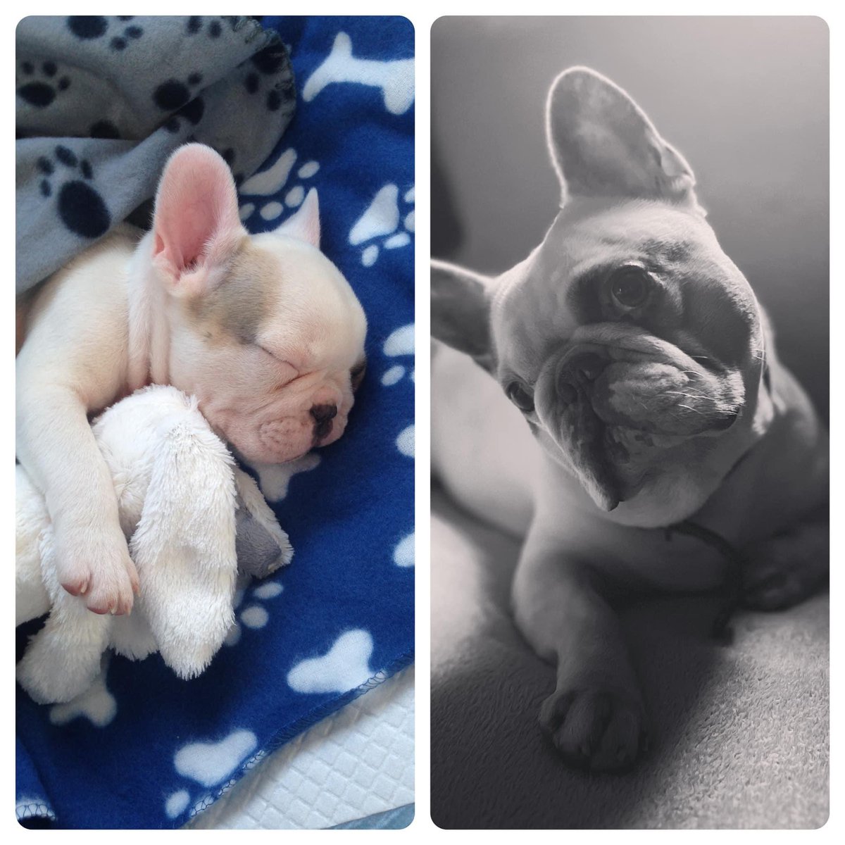 stoo_c's tweet photo. My nod to international dog day #frenchie https://t.co/5fPmX2s2Au