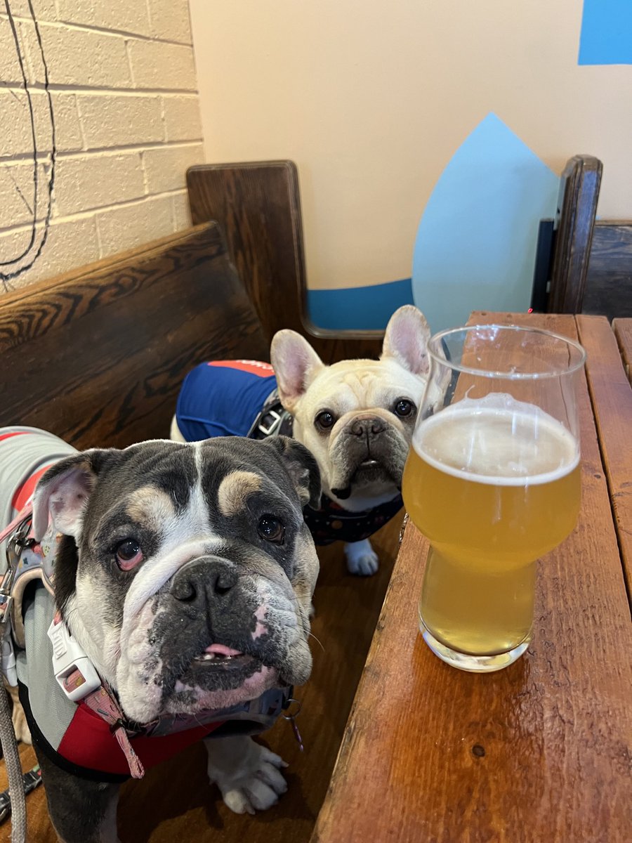 PawsonPine's tweet photo. Cheers! Happy National Dog Day! 🍻🐾🎉#nationaldogday #bullylove https://t.co/qQid3vGwAT