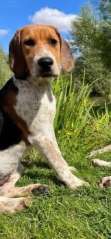 doglost.co.uk/dog-blog.php?d… Prophet young male #Foxhound MISSING from owners property #Loddington Nr #Mawsley #Kettering, #Northants #NN6 Fri afternoon 26/8/23 in paddock with other dogs /disappeared. 📞 07748320000 with time/location/direction travelling in. DO NOT CHASE