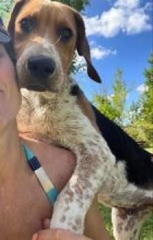 rosiedoc666's tweet photo. https://t.co/wsP7My4do2
Prophet young male #Foxhound MISSING from owners property #Loddington Nr #Mawsley #Kettering, #Northants #NN6 Fri afternoon 26/8/23 in paddock with other dogs /disappeared. 📞 07748320000 with time/location/direction travelling in. 
DO NOT CHASE https://t.co/6aqZpbH3um