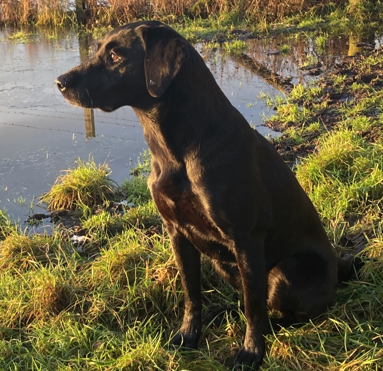 hrfca's tweet image. Happy #InternationalDogDay! How #cute are our Administrative Officer&apos;s #dogs Piper and Indy as well as our Chief Executive&apos;s labrador Hera? We also loved meeting @AandDBnACF&apos;s Commandant Colonel Scott Dunn&apos;s beagle-cross Milly last year: ow.ly/sG3h50PvLQI. 🐶🐾🐕