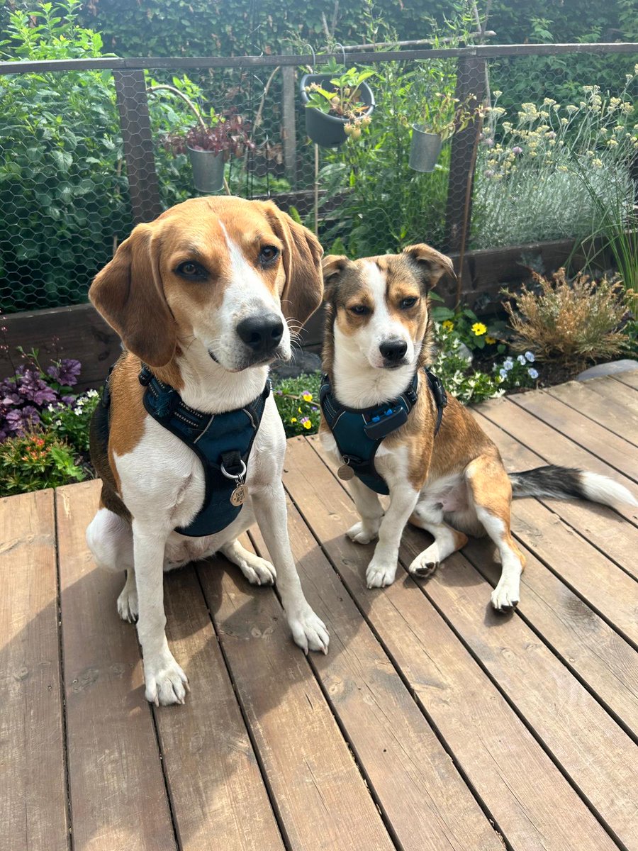 hrfca's tweet image. Happy #InternationalDogDay! How #cute are our Administrative Officer&apos;s #dogs Piper and Indy as well as our Chief Executive&apos;s labrador Hera? We also loved meeting @AandDBnACF&apos;s Commandant Colonel Scott Dunn&apos;s beagle-cross Milly last year: ow.ly/sG3h50PvLQI. 🐶🐾🐕