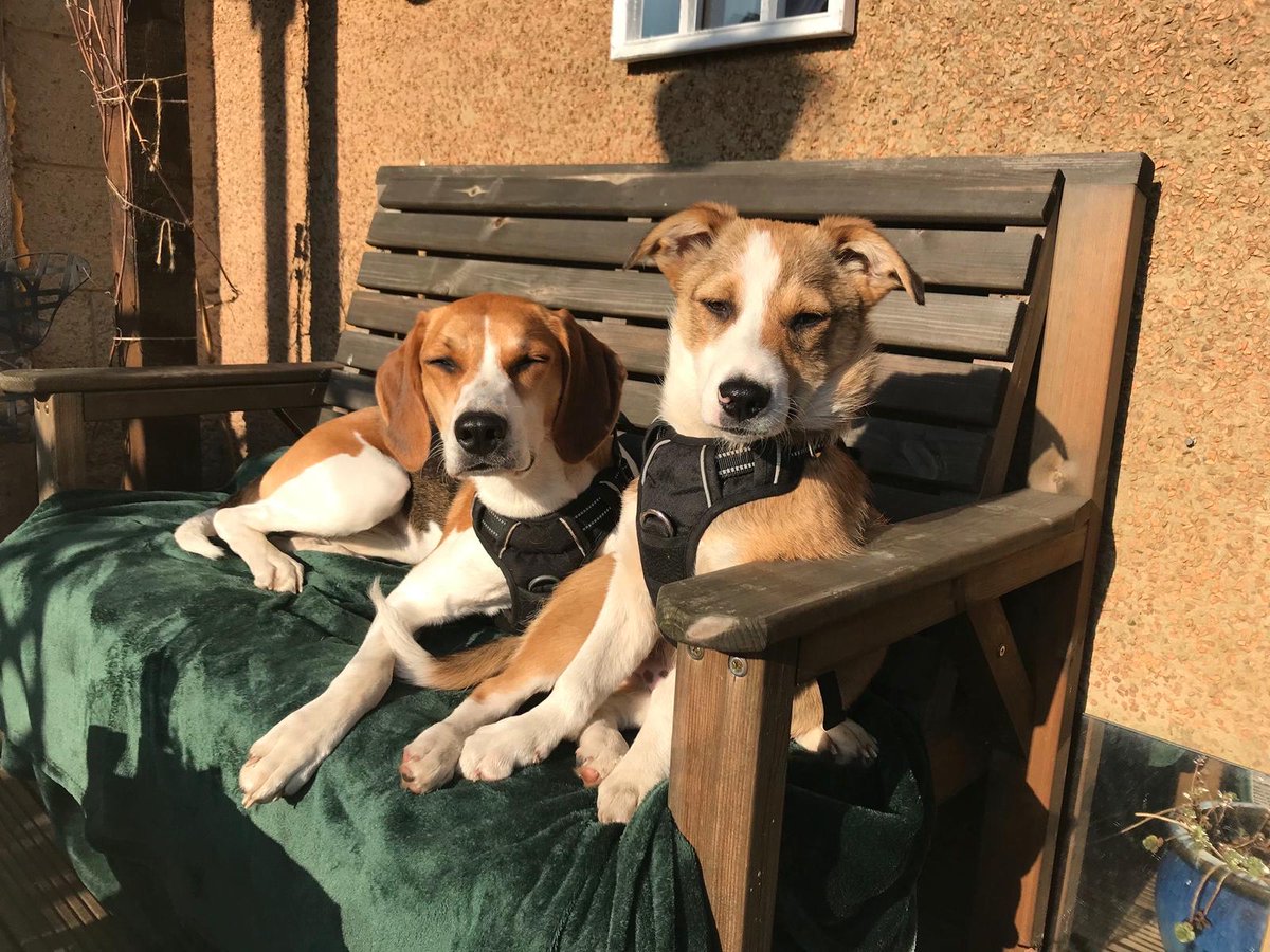 hrfca's tweet image. Happy #InternationalDogDay! How #cute are our Administrative Officer&apos;s #dogs Piper and Indy as well as our Chief Executive&apos;s labrador Hera? We also loved meeting @AandDBnACF&apos;s Commandant Colonel Scott Dunn&apos;s beagle-cross Milly last year: ow.ly/sG3h50PvLQI. 🐶🐾🐕