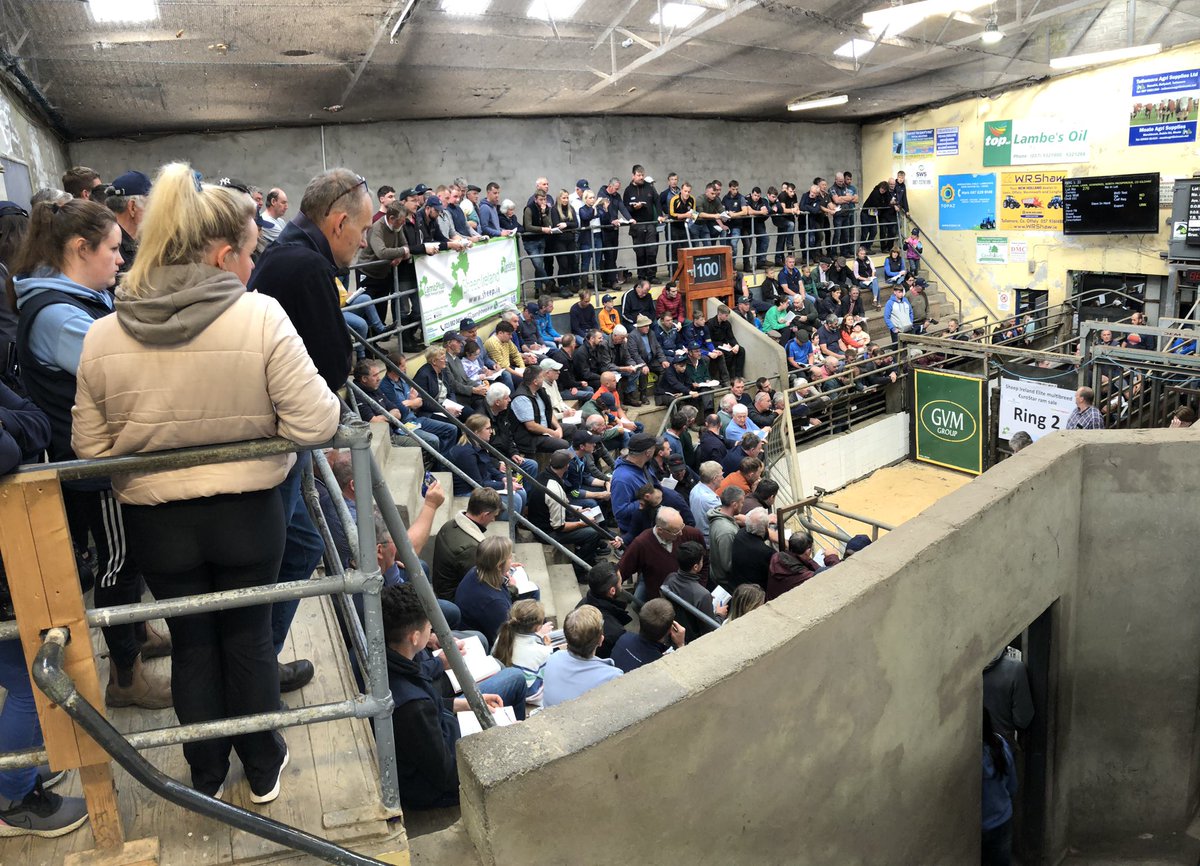 Standing room only as we kick off the annual Sheep Ireland €uroStar ram sale! Our largest ram entry ever with over 500 rams catalogued.